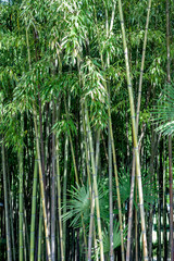 exotic green bamboo background