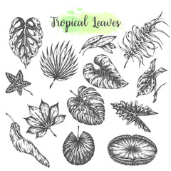 Tropical leaves, palm, jungle leaf Tropic set Hand drawn exotic leves. 