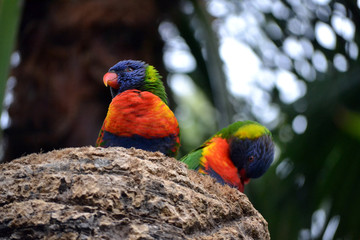 Two Rainbow Lorikeet, Trichoglossus haematodus parrots