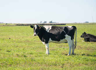 Fototapeta premium Dairy cow in the field