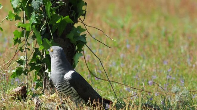 Cuckoo ( Cuculus canorus ) feeding on the ground