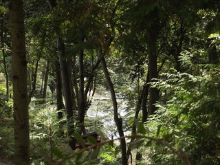 Fototapeta premium A View Of Nature