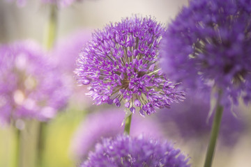 Allium, lila, Dekoration