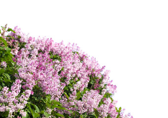 Obraz premium Blooming lilac. Lush clusters of purple lilac bushes isolated.