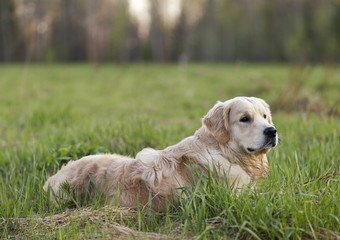 golden retriever