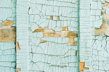 Fototapeta na wymiar A large textured background. Exfoliating blue paint in large pieces missing on the wooden coating. The concept of ruin and vintage antiquity