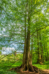 Trees