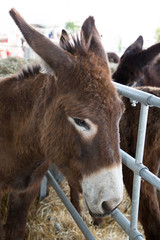 donkey head in farm cole up portrait