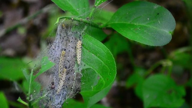 Yponomeuta malinellus, apple ermine, Moth, caterpillar
