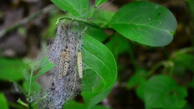 Yponomeuta malinellus, apple ermine, Moth, caterpillar