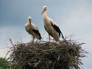 Storks