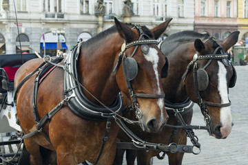 Naklejka na ściany i meble a pair of horses in a close-up harness stand on the square for tourists