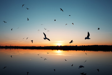 seagulls silhouette over a lake in sunset
