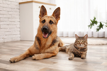 Adorable cat and dog resting together at home. Animal friendship © New Africa