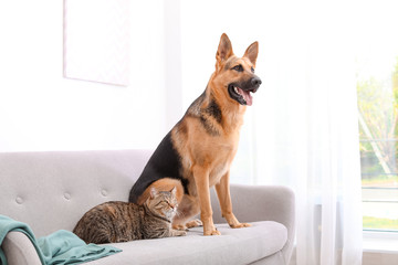 Adorable cat and dog resting together on sofa indoors. Animal friendship