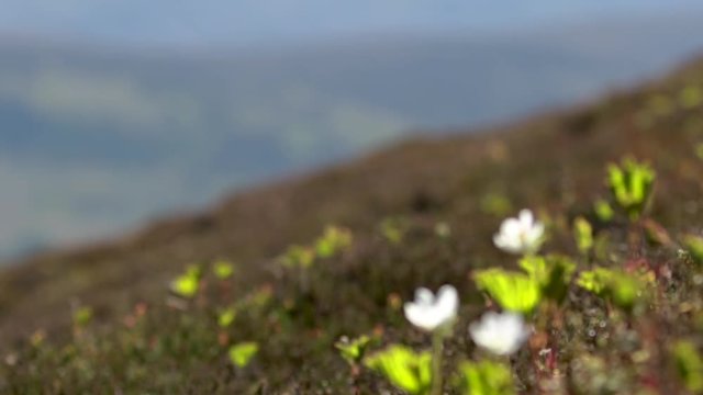 from mountain to slope and cloud berrys in spring in the cairngorms national park, scotland during a sunny day in may.