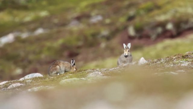 mountain hare, Lepus timidus, on a mountain slope in may on a hot hazy day in the cairngorms national park, scotland.