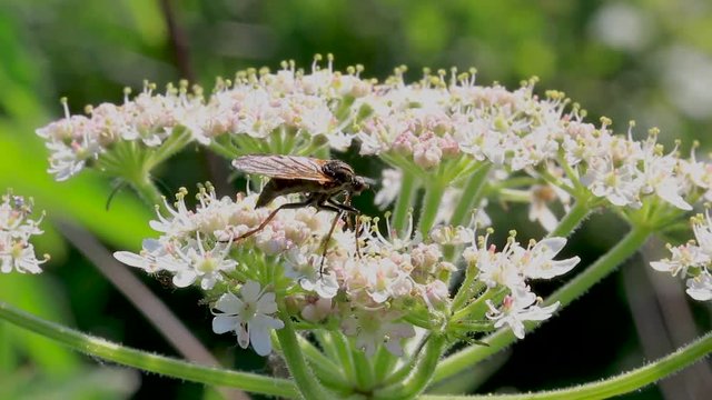 robber fly, empis tesselata feeding on cow parsley flower heads for nectar on a sunny day, scotland.