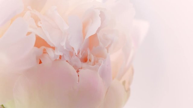 Blooming pink peony background. Beautiful peony flower opening timelapse. 3840X2160 4K UHD video footage