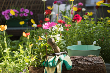 View of colorful flowering garden. Petunia flower is ready for planting in a pot. Concept:...