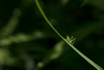 Tiny Green Cricket on Single Grass Blade Highlighted by Sun