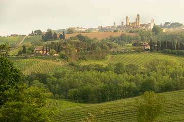 Medieval town San Gimignano up on the vine-covered hill in Tuscany, Italy