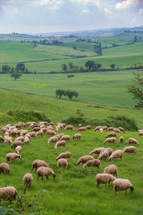 Fototapeta na wymiar Sheep grazing on a Tuscan hillside near Monterrigioni, Italy. #sheepgrazing #Tuscanhillside #Italy