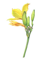 Branch of  flower Hemerocallis lilioasphodelus (also called Lemon Lily, Yellow Daylily, Custard Lily, Hemerocallis flava). Watercolor hand drawn painting illustration isolated on a white background.