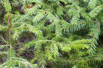 Pine close up background