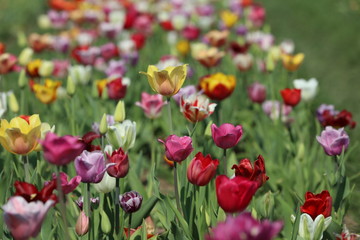 Blühende Tulpen in einem Tulpenbeet