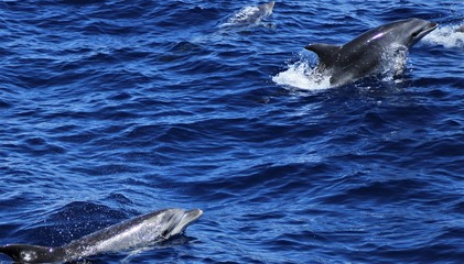 Fototapeta premium dolphins