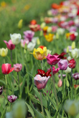 Blühende Tulpen in einem Tulpenbeet