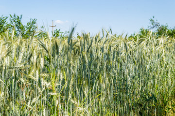 Green immature ears of corn 