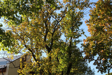 Beautiful autumn tree with fallen dry leaves. Autumn is one of the four temperate seasons.