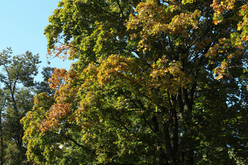 Beautiful autumn tree with fallen dry leaves. Autumn is one of the four temperate seasons.