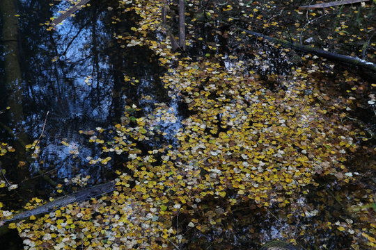 Beautiful autumn tree with fallen dry leaves. Autumn is one of the four temperate seasons.