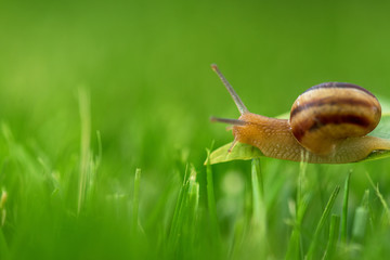 Beautiful lovely snail in grass with morning dew.