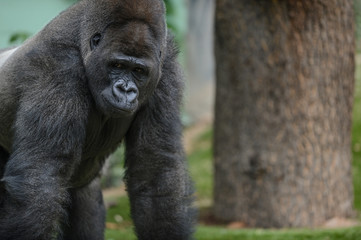 Gorille dans son enclos au zoo
