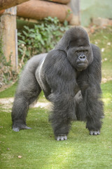 Gorille dans son enclos au zoo