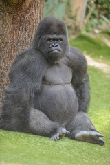 Gorille assis dans son enclos au zoo