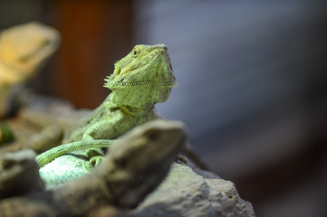 Lézard dans son vivarium au zoo