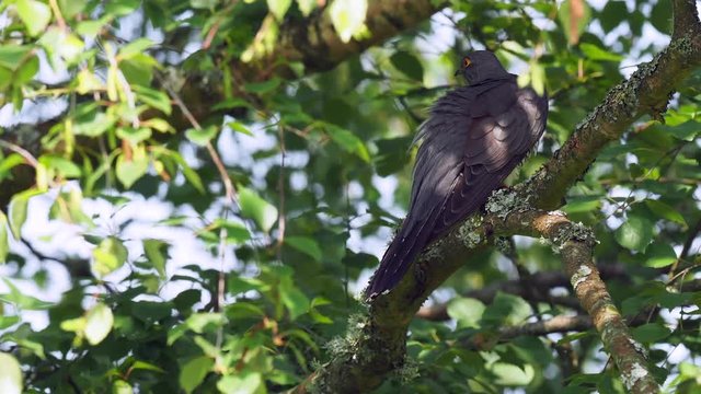 Cuckoo ( Cuculus canorus ) sitting on a tree branch