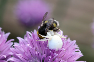 Close up of a  white Crab Spider, Misumena variability, trapping a bumblebee with its crab like front legs