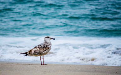 The Brown Gull