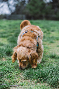 Golden Spaniel mix dog sniffing grass