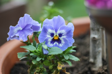 beautiful flower in french garden