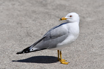 A curious seagull in Toronto-Canada