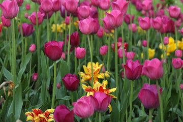 Blühende Tulpen in einem Tulpenbeet
