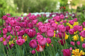 Bl&uuml;hende Tulpen in einem Tulpenbeet