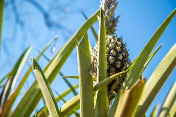 pineapple plantation fruit exotic